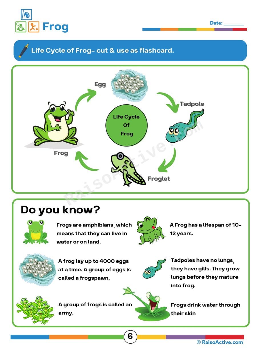 Frog Life Cycle Worksheet for Preschoolers