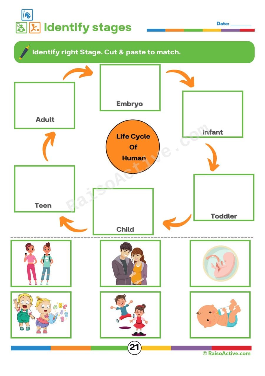 Human Life Cycle Stages Worksheet for Kids