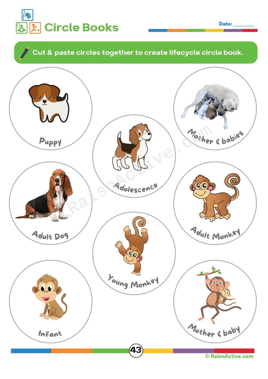 Lifecycle Circle Book: Cut and Paste Fun!