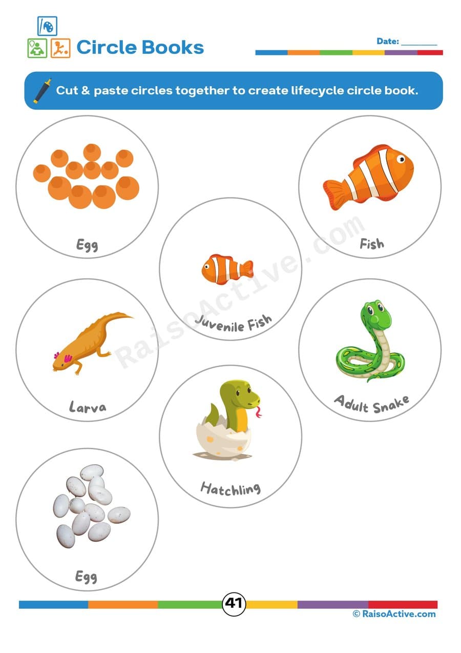 Lifecycle Circle Book: Cut and Paste Worksheet