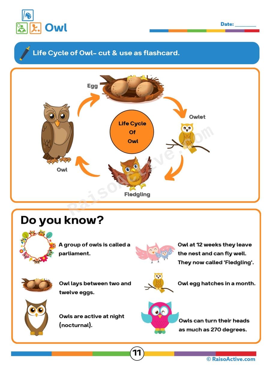 Owl Life Cycle Flashcard Worksheet for Kids