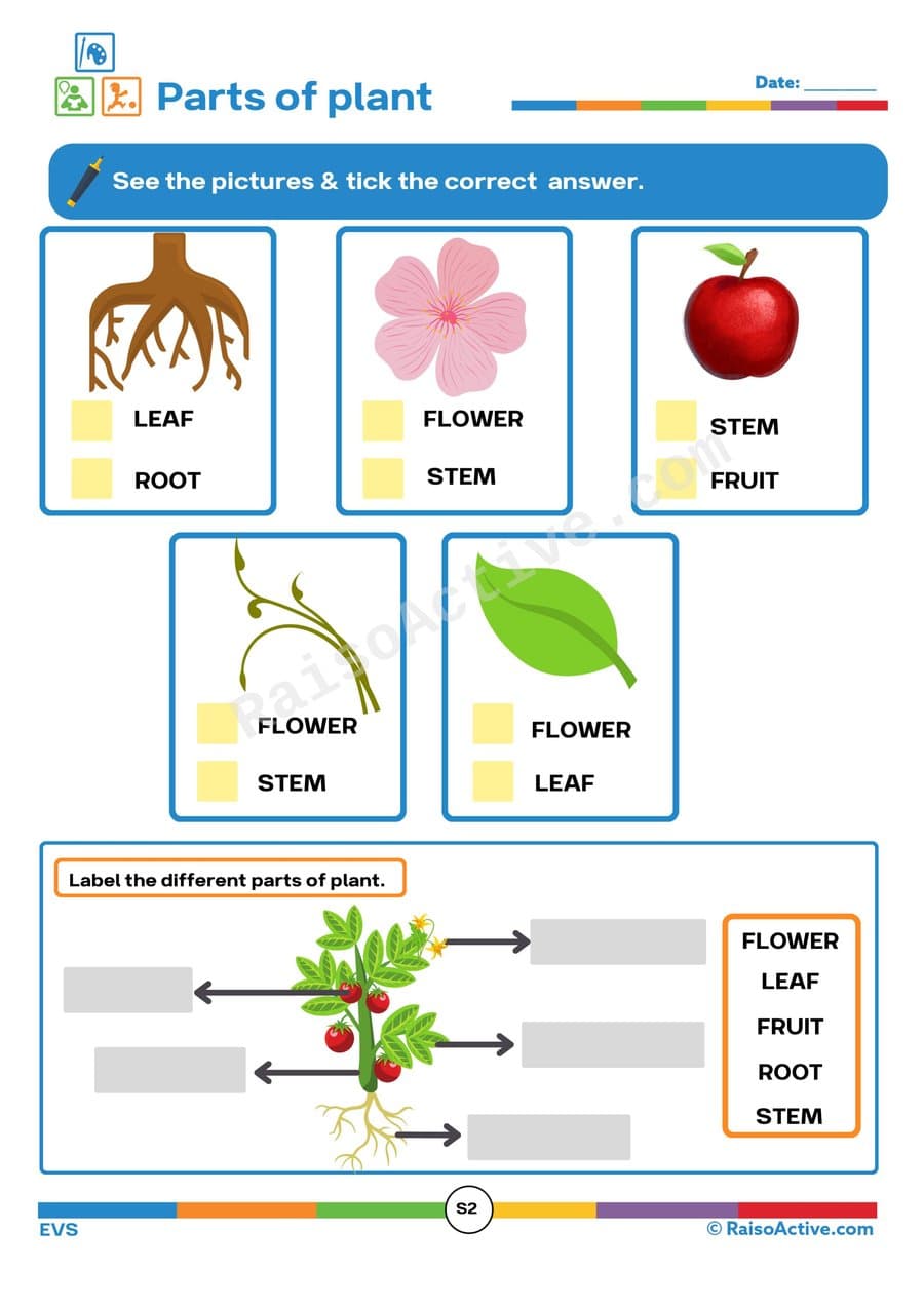 Parts of a Plant Worksheet for Kids