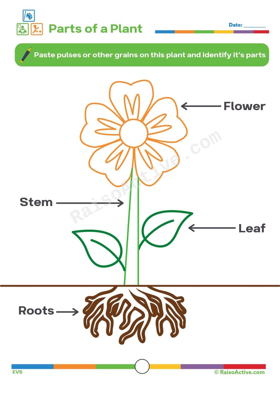 Parts of a Plant Worksheet: Identify and Label!