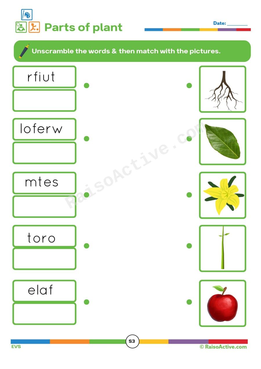 Parts of a Plant Worksheet: Unscramble and Match!
