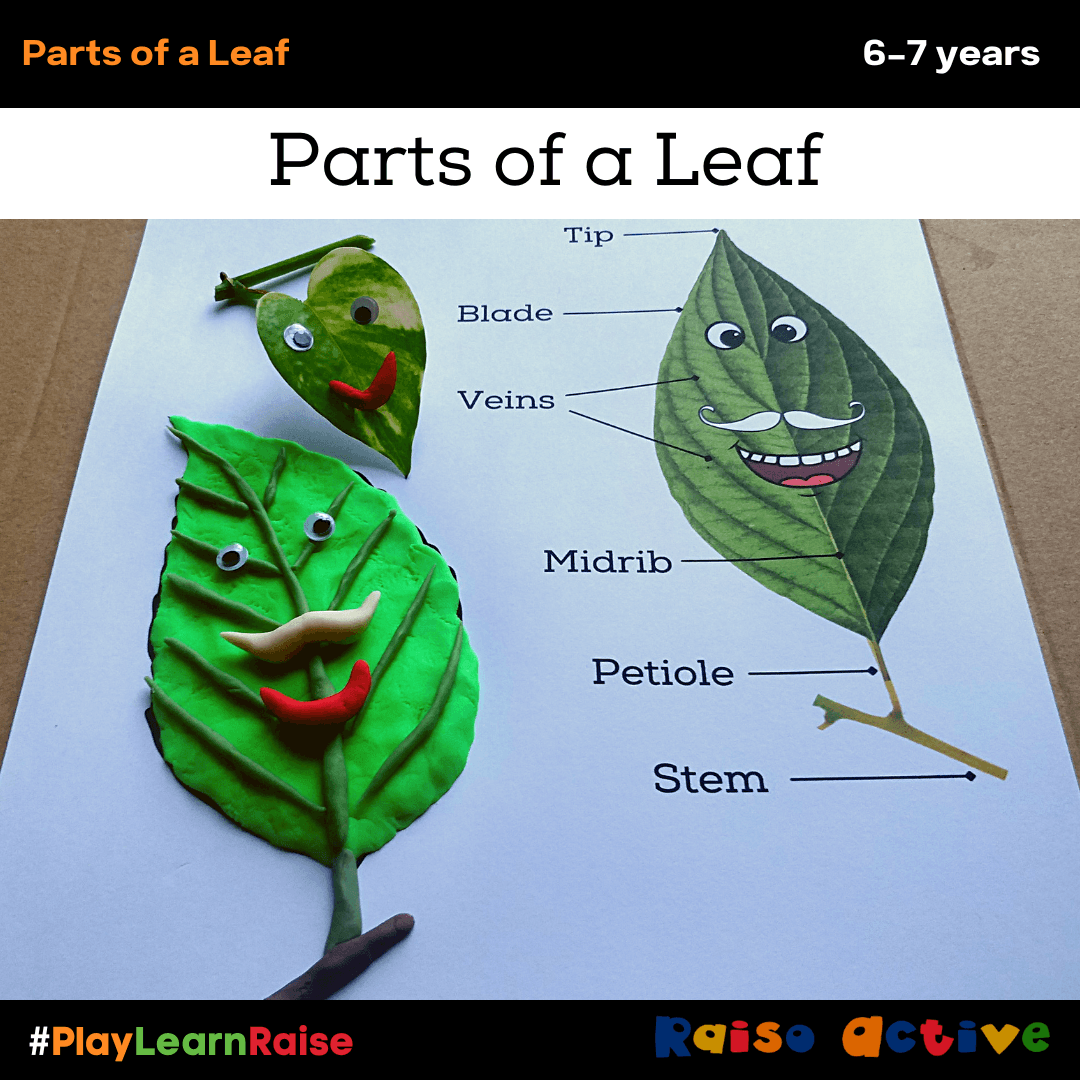 Parts Of Leaf - Thumbnail