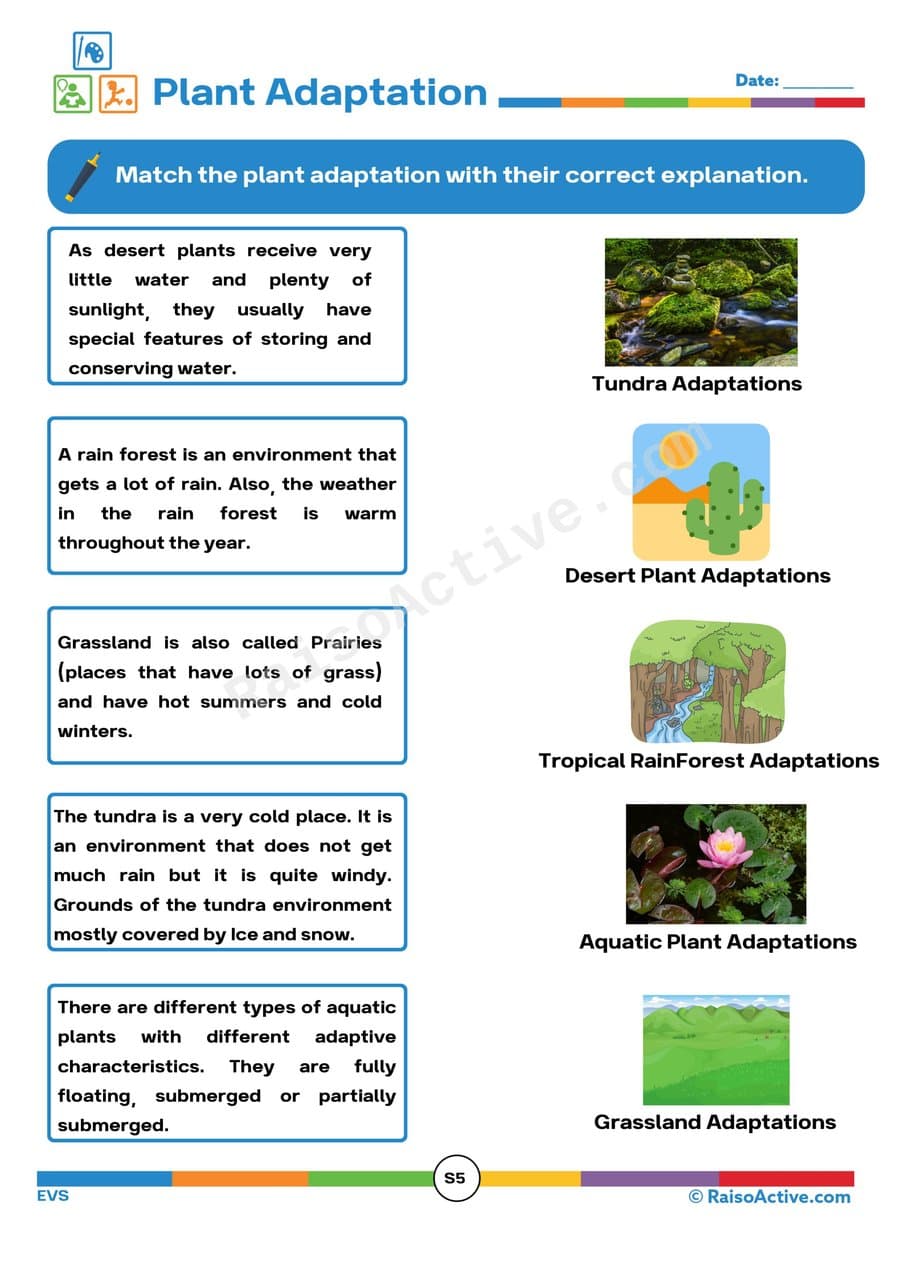 Plant Adaptation Matching Worksheet for Kids