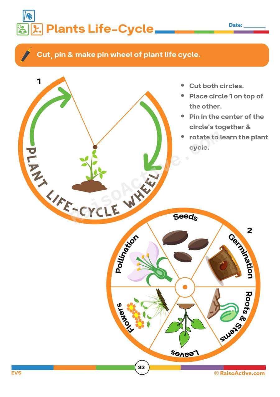 Plant Life Cycle Wheel: Cut, Pin & Learn!