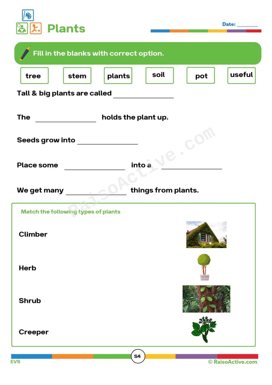 Plant Parts Worksheet for Preschoolers