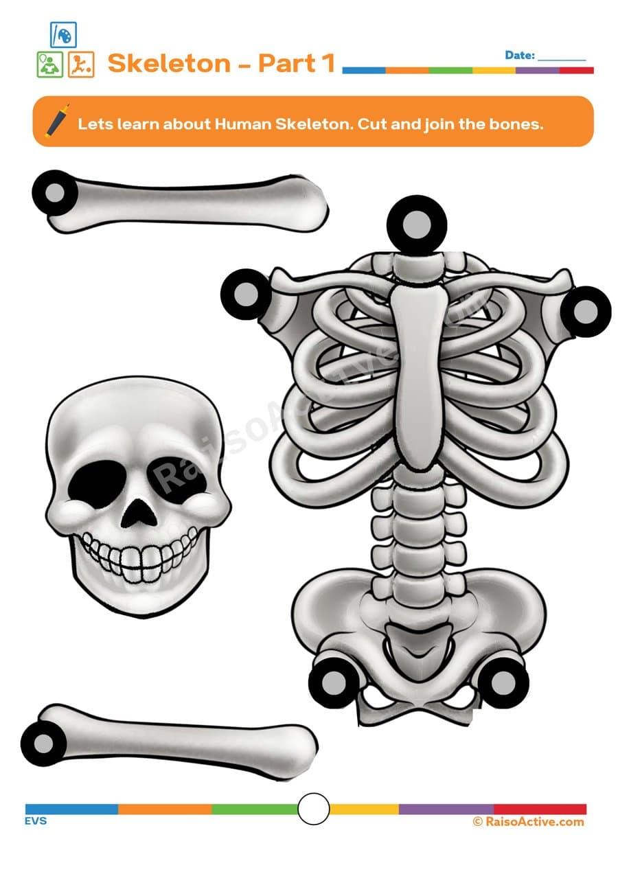 Skeleton Cut and Join Worksheet for Kids