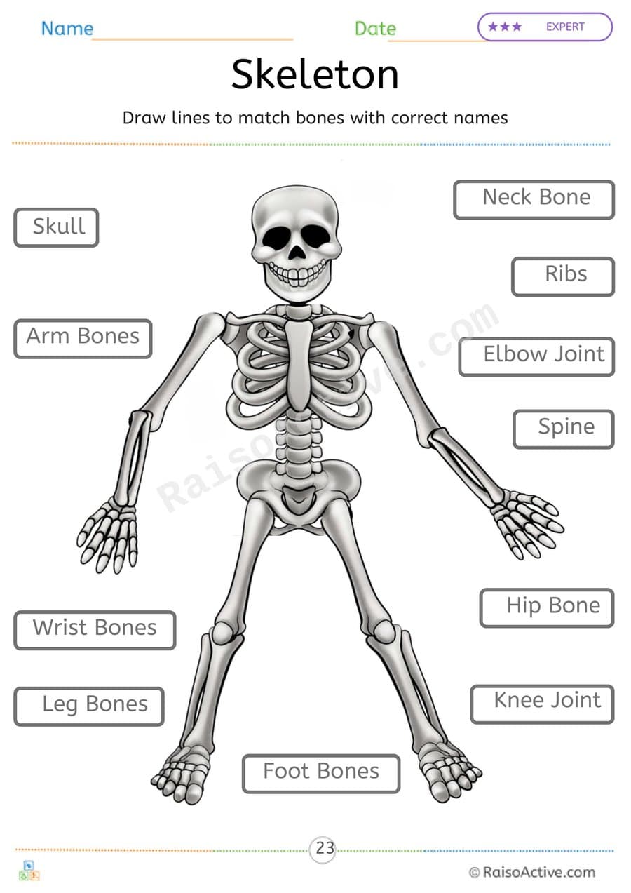 Skeleton Matching Worksheet: Learn About Bones! – free printable matching worksheet preview