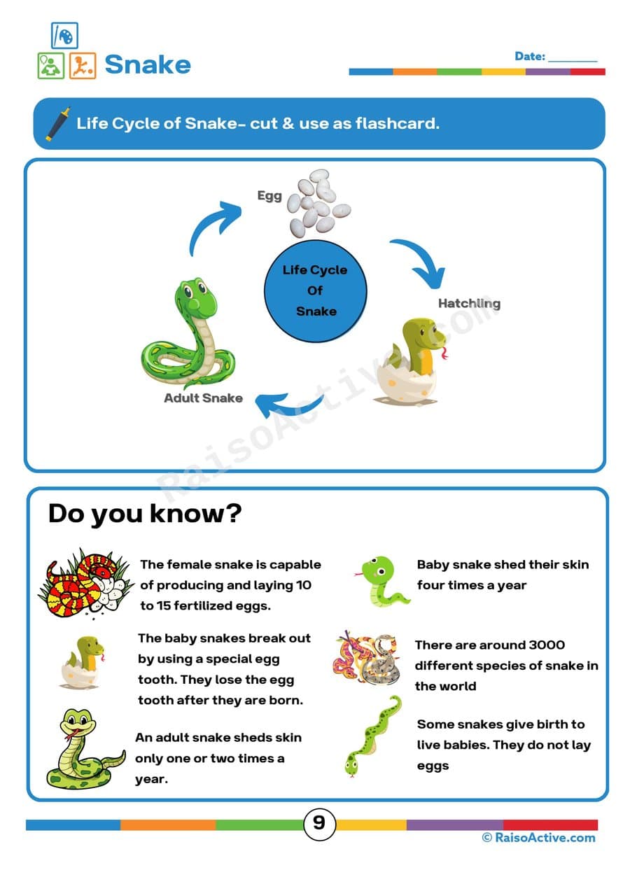 Snake Life Cycle Flashcard Worksheet for Kids