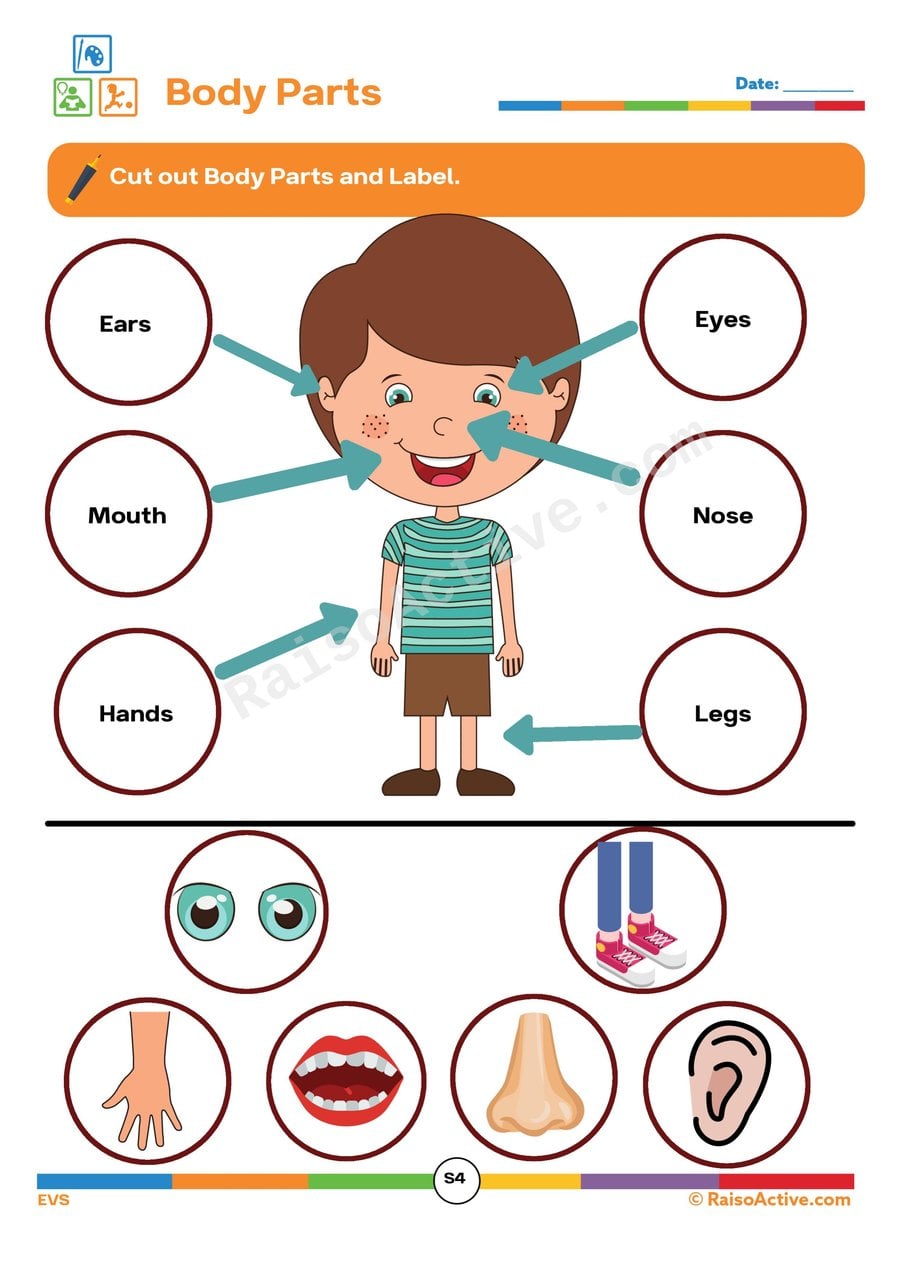 Body Parts Worksheet: Cut and Label!