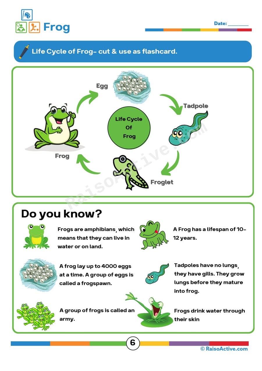 Frog Life Cycle Worksheet for Preschoolers