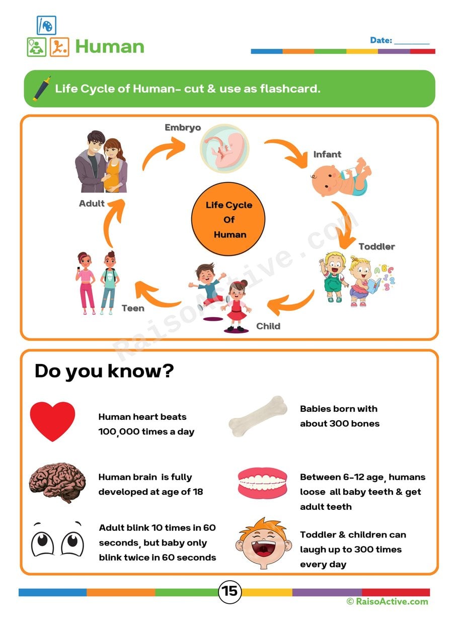 Human Life Cycle Flashcards for Kids