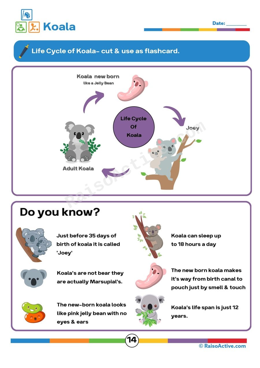 Koala Life Cycle Flashcards for Preschoolers