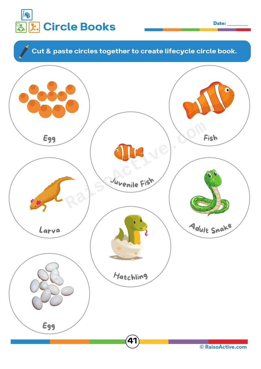Lifecycle Circle Book: Cut and Paste Worksheet