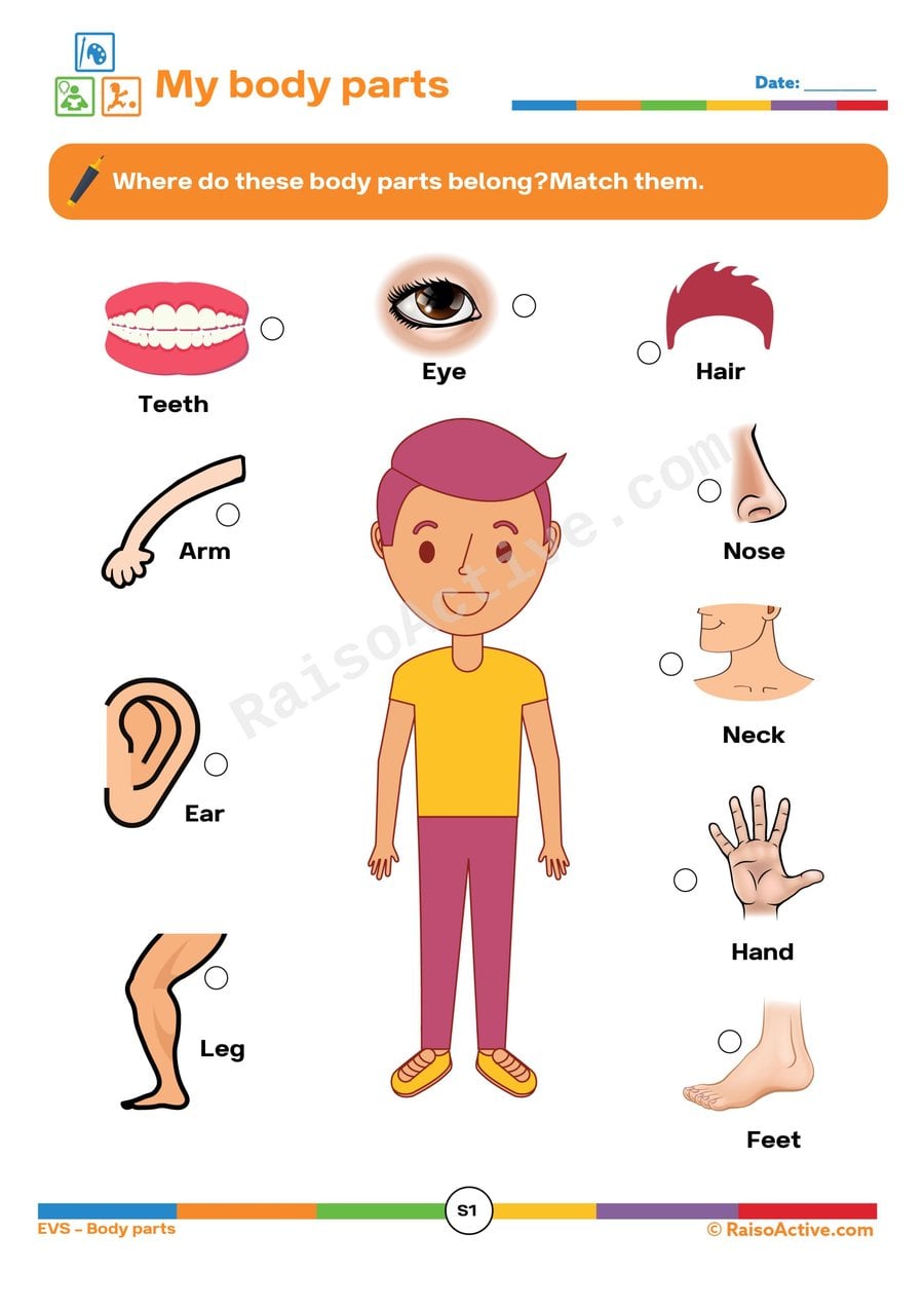 Match the Body Parts! A Fun Worksheet for Kids