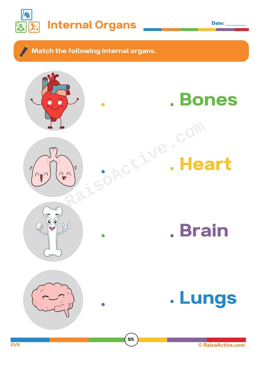 Match the Internal Organs Worksheet for Kids
