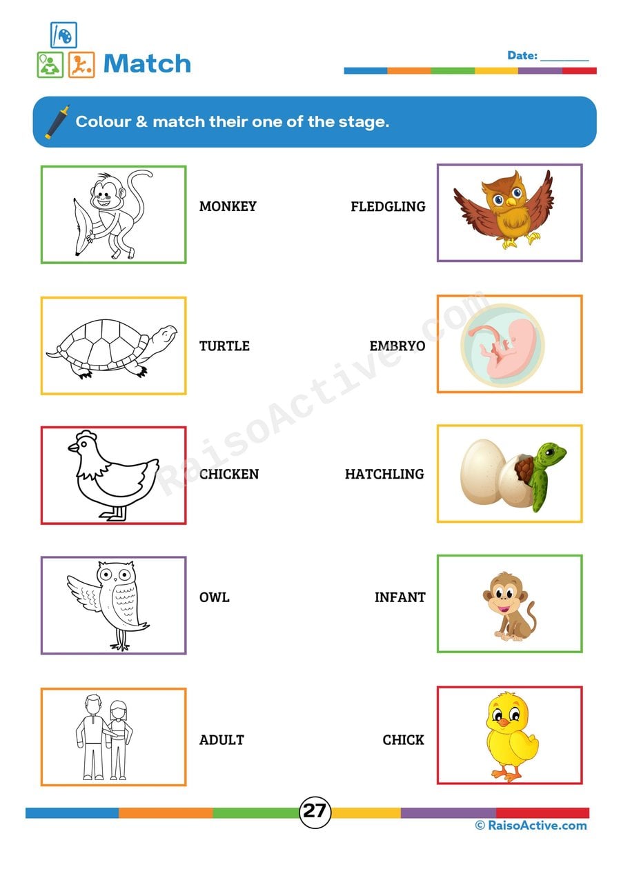 Match the Life Stages: A Fun Worksheet for Kids!