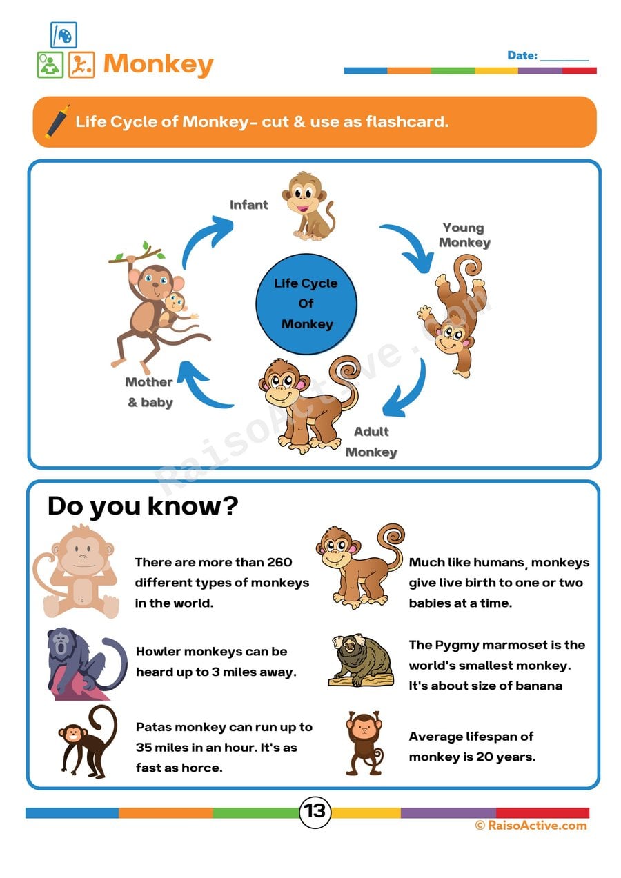 Monkey Life Cycle Worksheet for Preschoolers