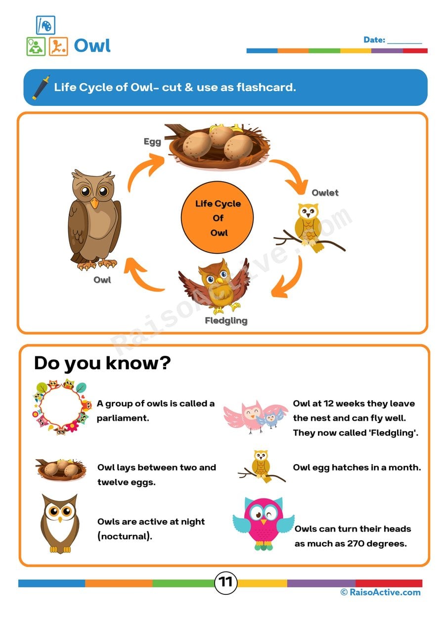 Owl Life Cycle Flashcard Worksheet for Kids