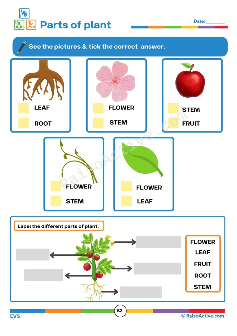Parts of a Plant Worksheet for Kids