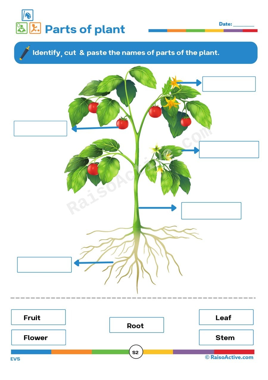 Parts of a Plant Worksheet: Identify and Label!