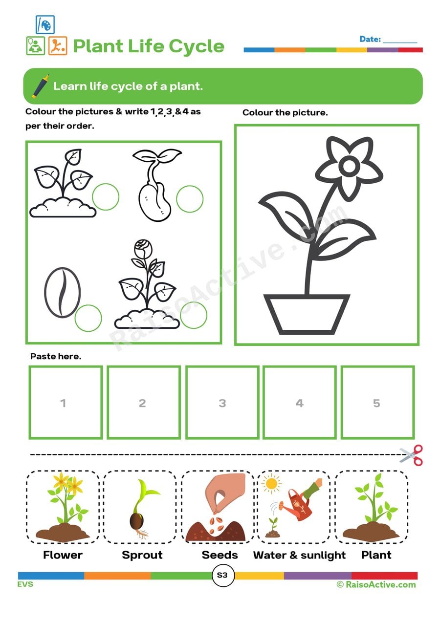 Plant Life Cycle Worksheet: Learn and Color!