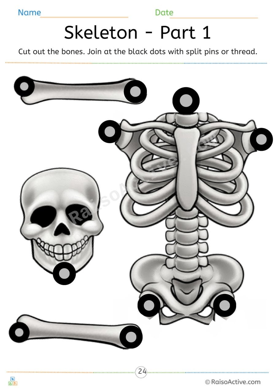 Skeleton Cut and Join Worksheet for Kids