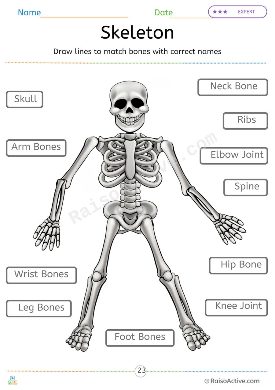 Skeleton Matching Worksheet: Learn About Bones!