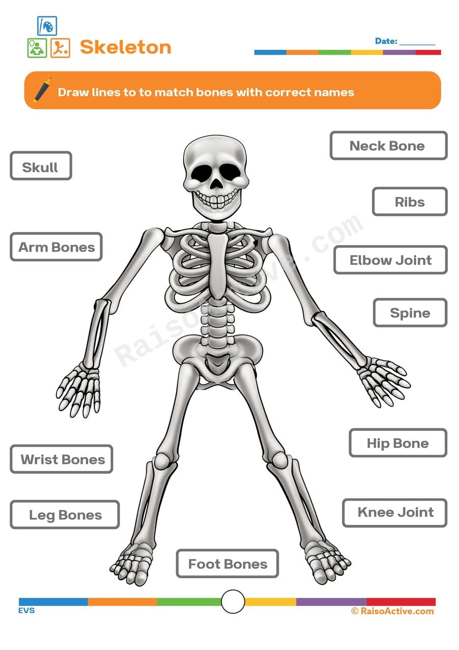Skeleton Matching Worksheet: Learn About Bones!