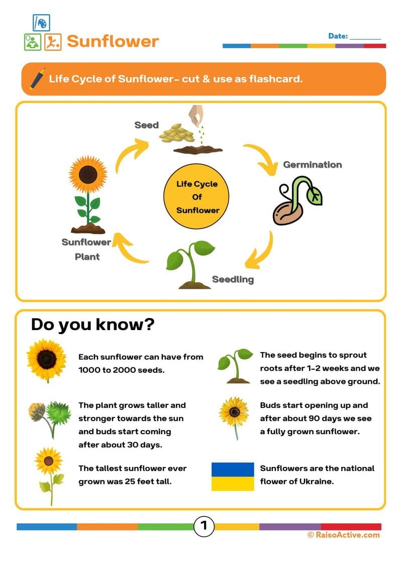 Lifecycles Activity Book & Flashcards for Preschool & Early Elementary - Page 2