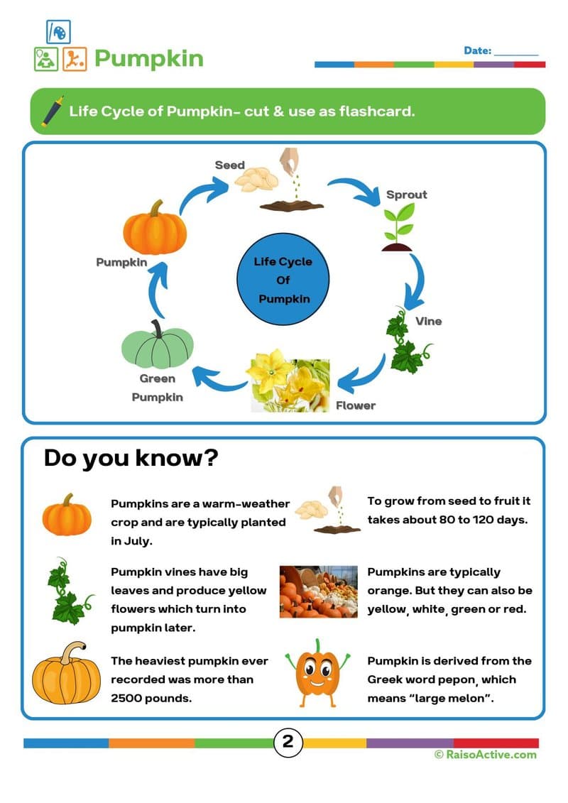 Lifecycles Activity Book & Flashcards for Preschool & Early Elementary - Page 3