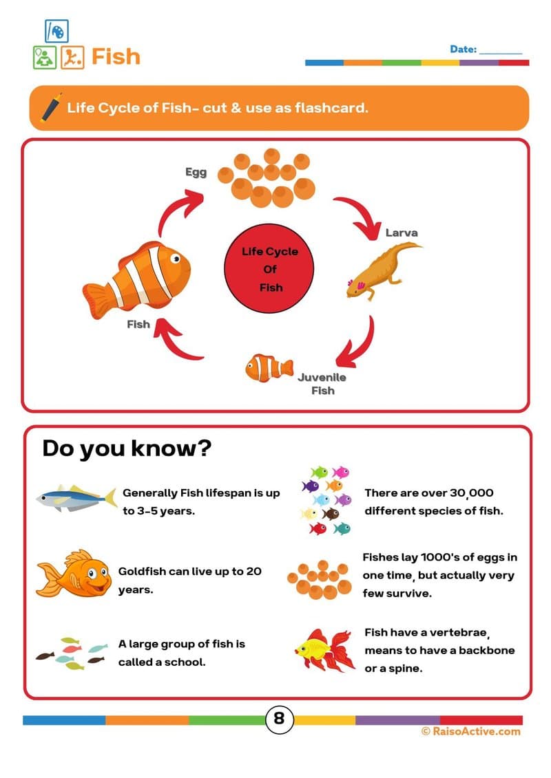 Lifecycles Activity Book & Flashcards for Preschool & Early Elementary - Page 9